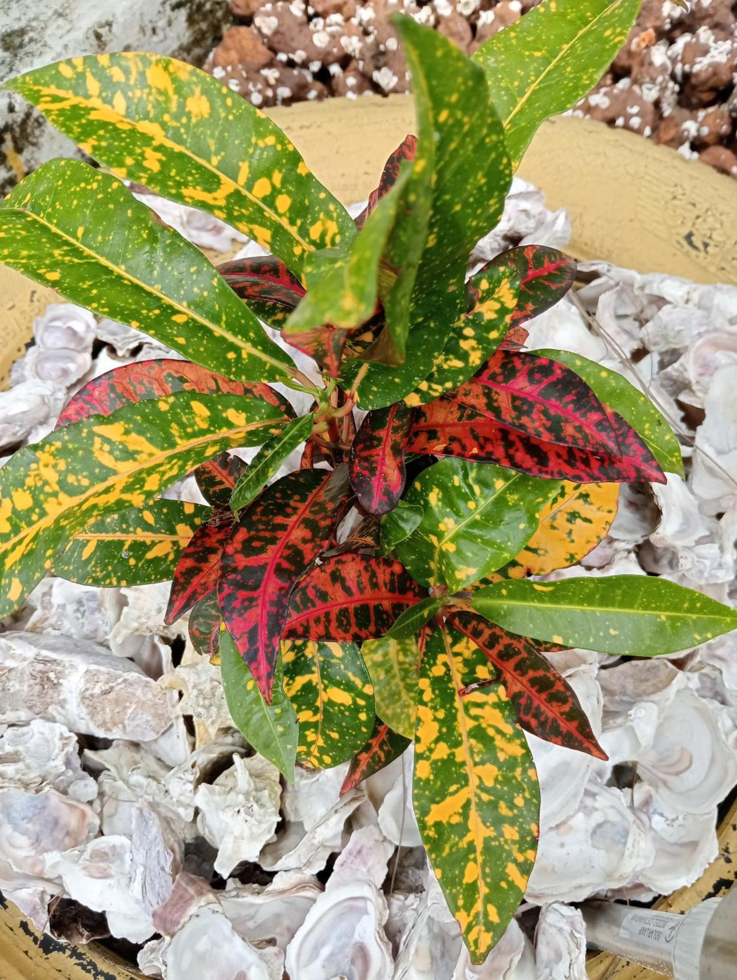 Kachiouane Ankel Campement المظهر الخارجي الصورة